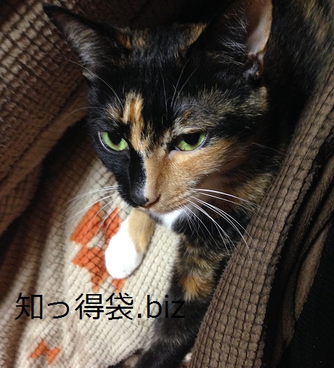 猫のさかりの時期はいつ?何か解決策はあるの? 役立つ・ためになる
